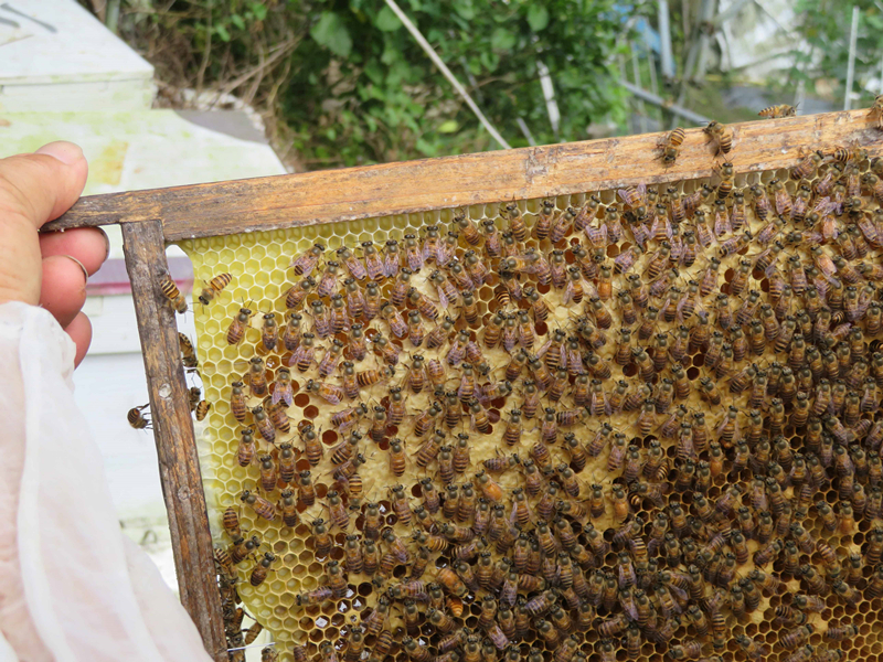 聯社約30會員 勤野捕研養殖 業餘養蜂人愛蜂甜如蜜