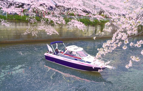 花下野餐被禁，日本人赏樱出绝招