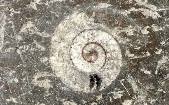 张家界：几亿年前的“化石地板”记录沧海桑田