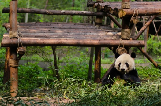 成都将建熊猫国际旅游度假区，拟于明年五月正式开放