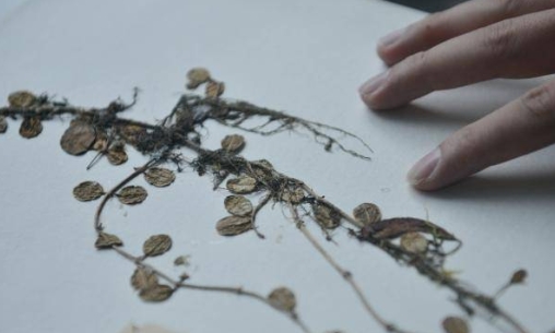 中国东喜马拉雅山南坡发现「隐世」百年的贝叶芒毛苣苔