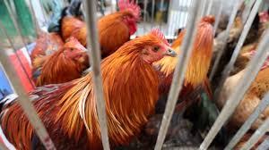 農業農村部：禁活畜禽流通條件不成熟