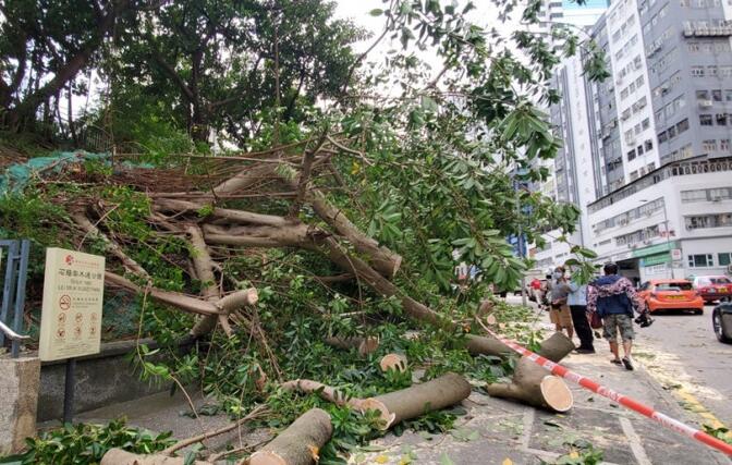 葵涌和宜合道15米高橡樹倒塌 無人受傷
