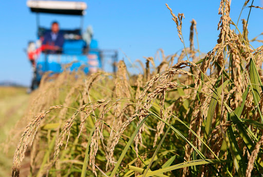內地完成十萬畝海水稻產量測評