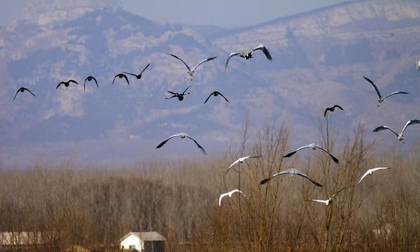 新疆生態補水助沙漠邊緣重現候鳥「天堂」