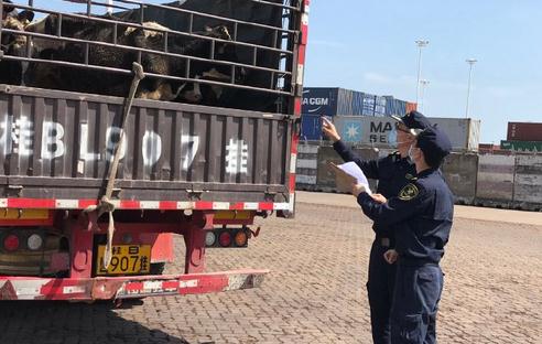 中國海關批准3626頭澳洲活牛通關入境