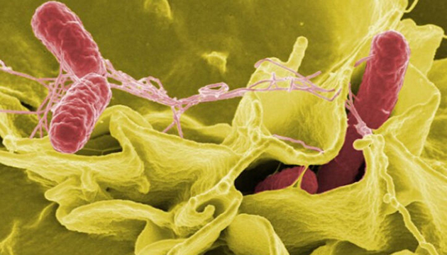 食物安全中心在麻辣鵝腎樣本檢出沙門氏菌