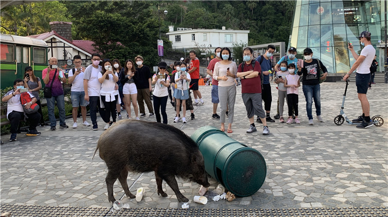 再有野豬現身市區 舉家逛跑馬地