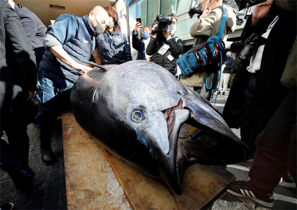 圖集 | 東京新年藍鰭吞拿魚首投113萬成交