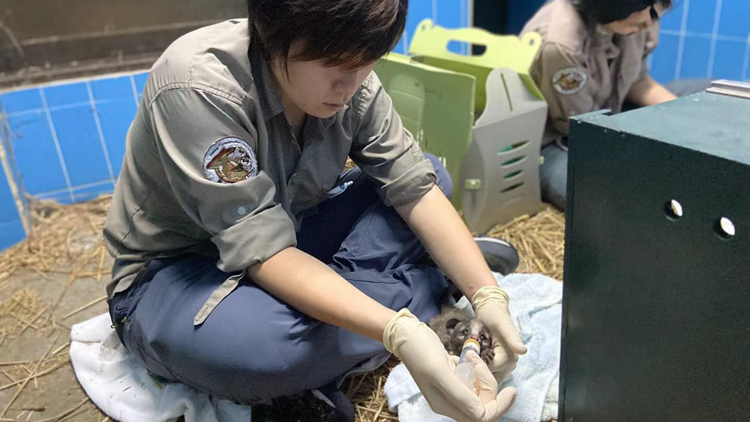 嘉道理農場暨植物園野生動物拯救中心已接收6萬隻動物