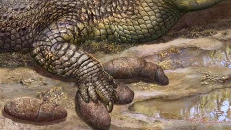 科學家發現3300萬年前糞便上的鱷魚足印