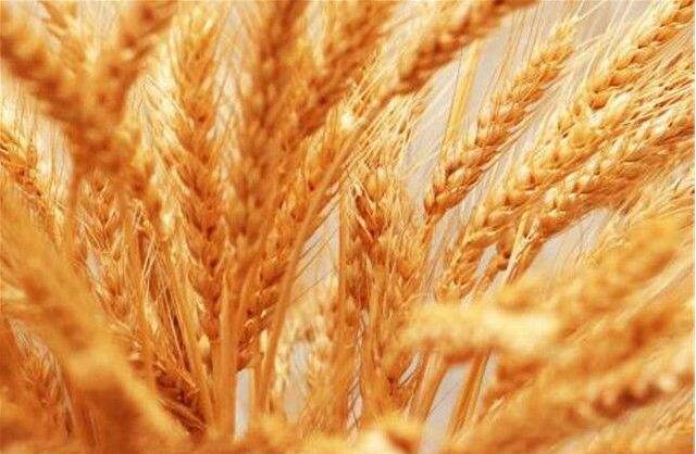 烏克蘭宣布將禁止出口大麥、糖、鹽和肉類等食品