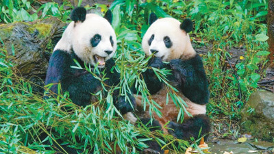 大陸贈台大熊貓的「女兒」們忙減肥