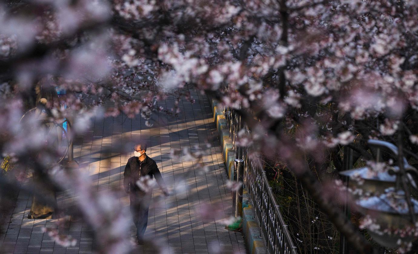 圖集 | 韓國首爾：櫻花開放