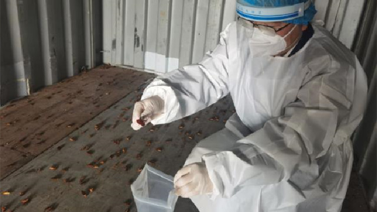 廈門海關在進境空箱中截獲2000隻活蟑螂
