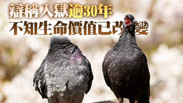 七旬翁緩刑期間為煲湯殺野鴿 被判囚4.5個月