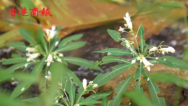 【萬水千山總是情】有片丨博羅發現「植物界的活化石」——龍蝦花