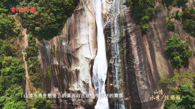 有片丨【萬水千山總是情】山清水秀桂藥香