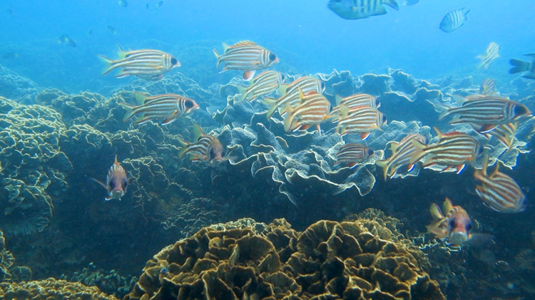 【萬水千山總是情】有片丨廣西潿洲島珊瑚礁生態修復：保護五彩斑斕的海底世界