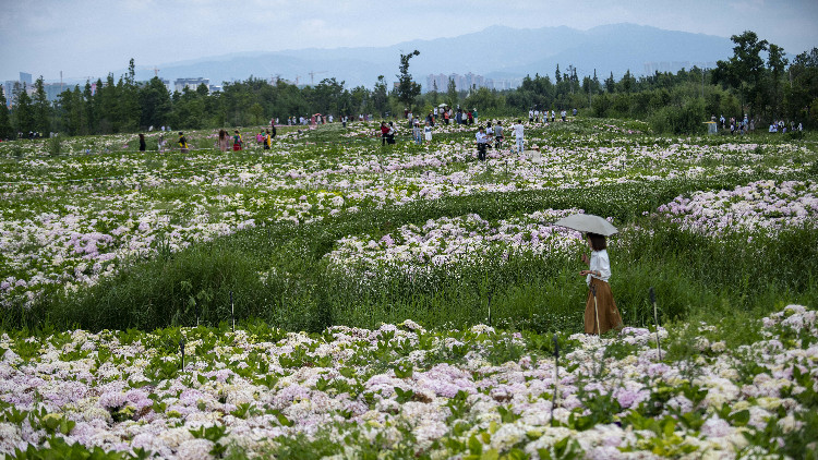 中國首部《濕地保護法》正式實施