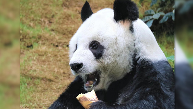 海洋公園35歲大熊貓安安食慾不振 網友為其集氣加油 ️️
