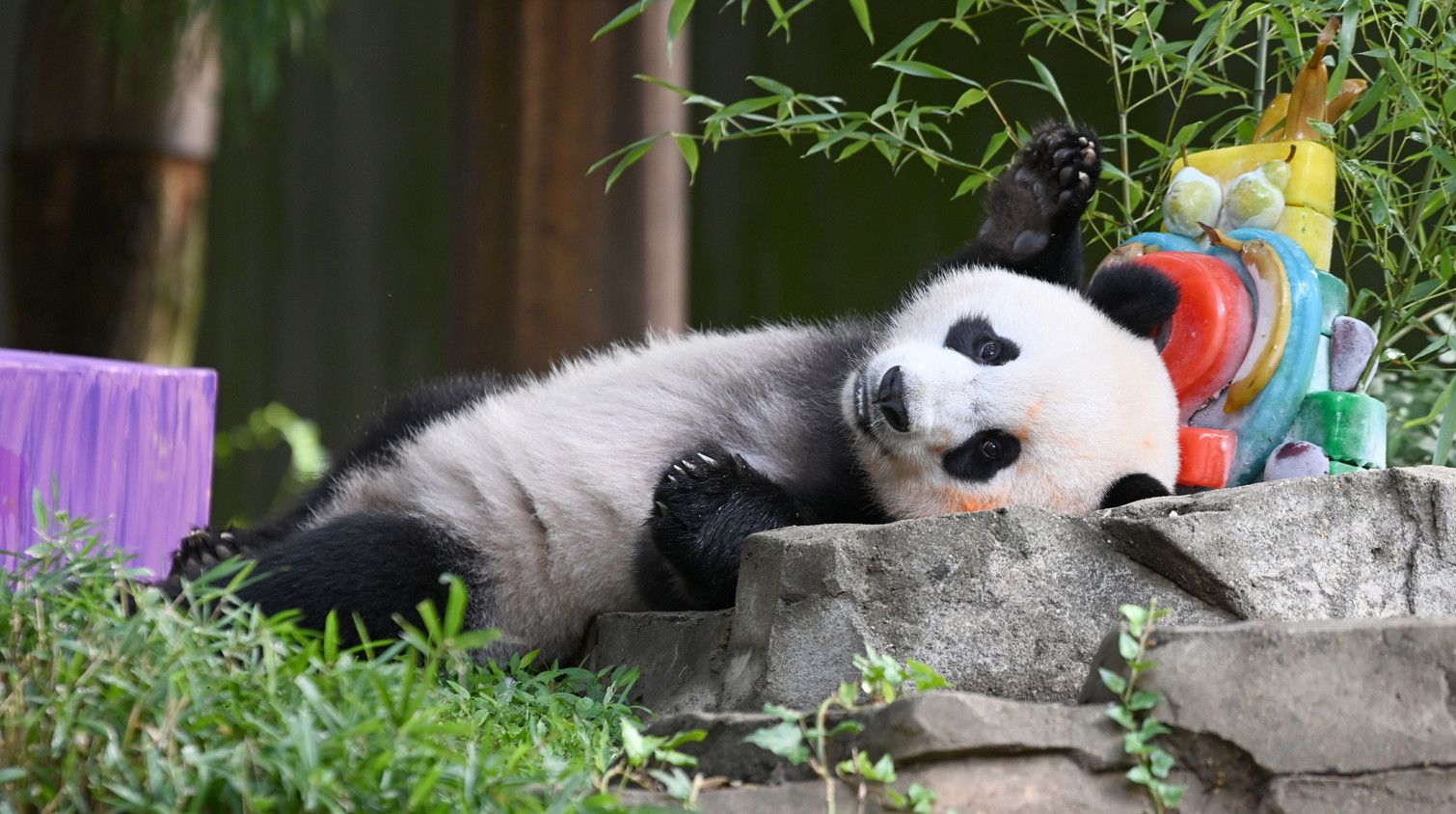 旅美大熊貓幼崽「小奇蹟」迎兩周歲生日