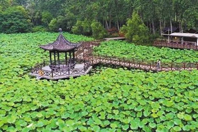 【萬水千山總是情】濕地森林交相映 巢湖之濱好風景