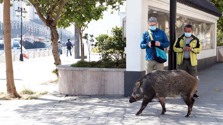 政府刊憲擴展野生動物禁餵區至全港 12月31日生效