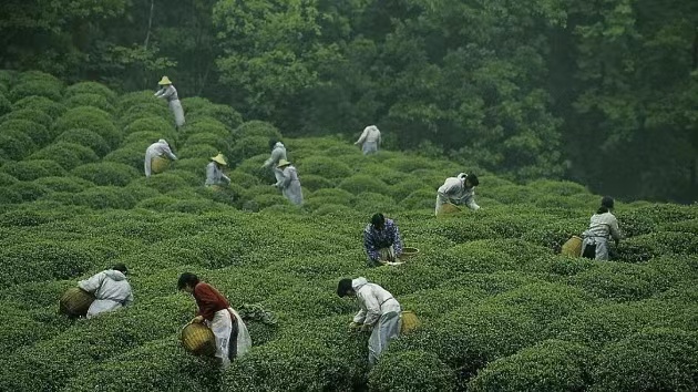 和世界共享一杯茶 「中國茶」申遺成功！