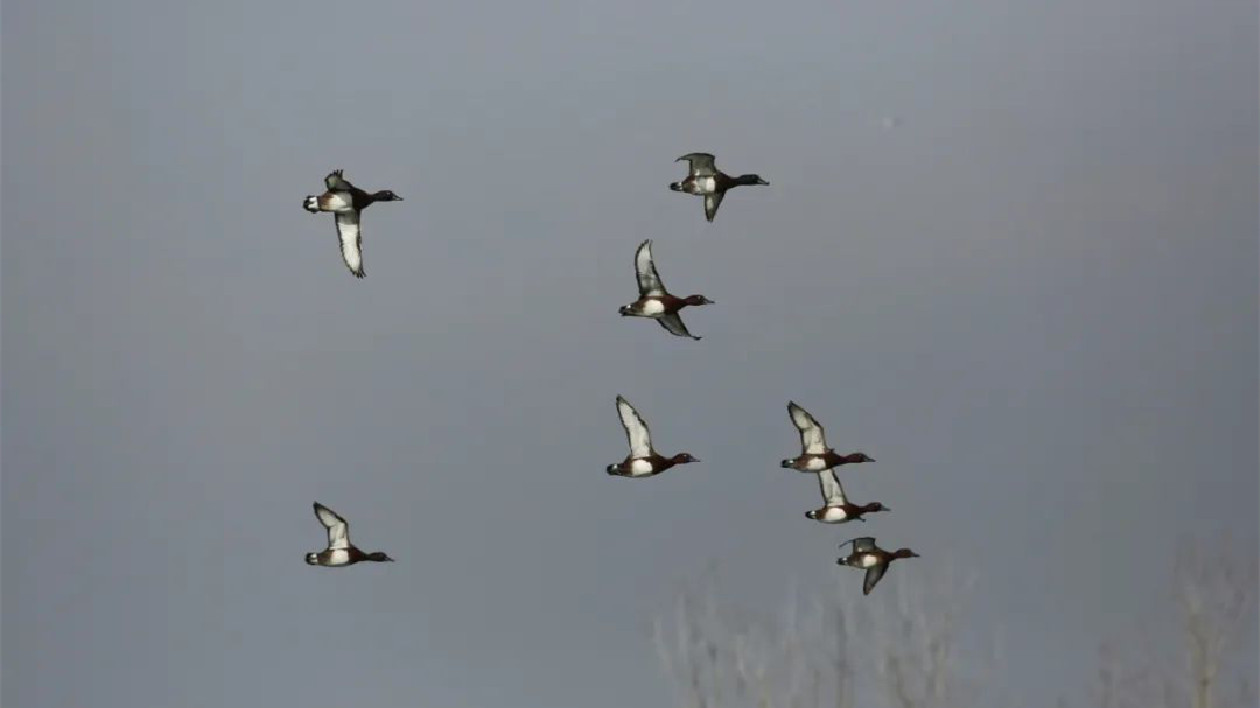 安徽巢湖：「國寶」候鳥現身濕地公園