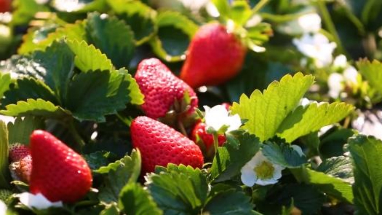 視頻| 雙陽草莓熟了，歡迎來採摘