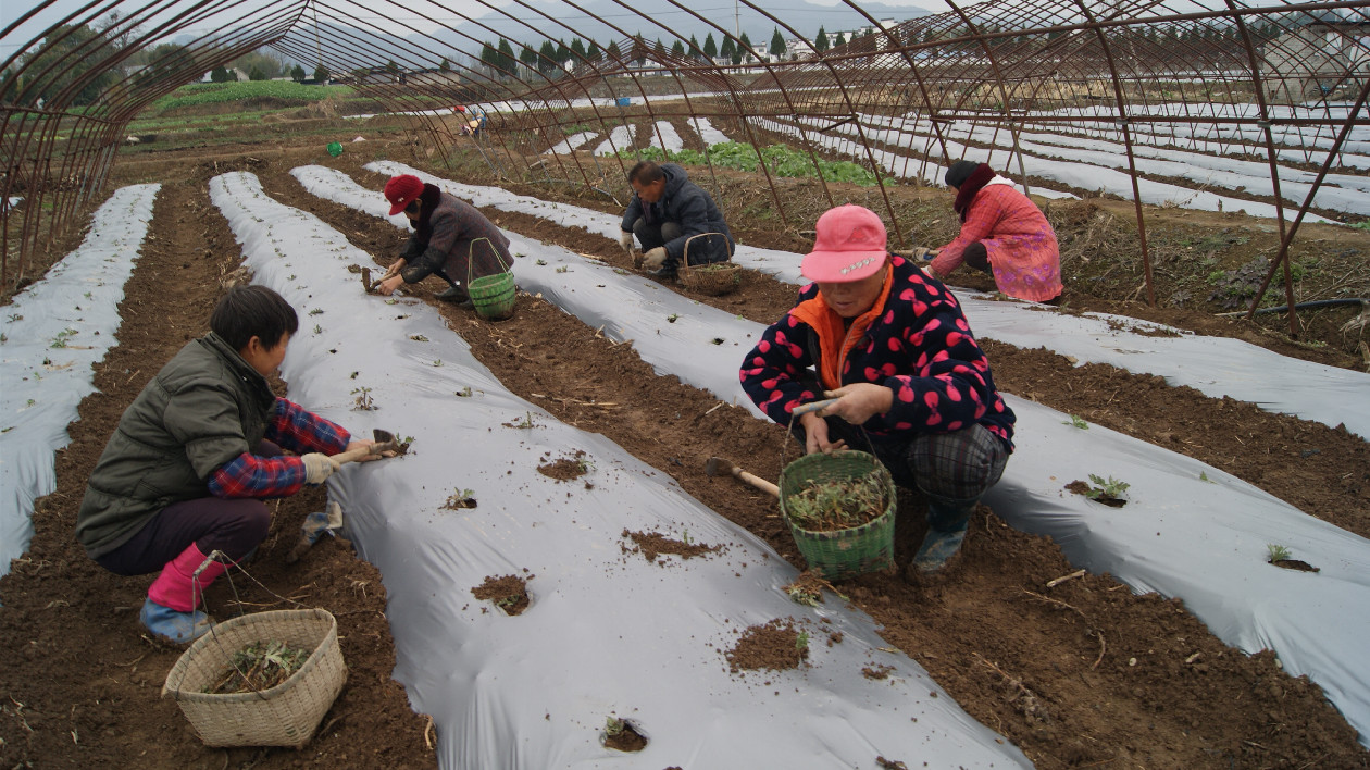 皖徽州區：家庭農場人勤春來早