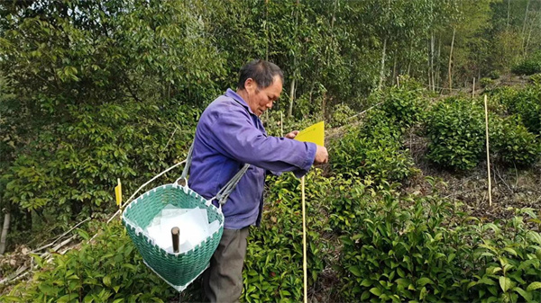 皖徽州區呈坎鎮：茶園有「綠卡」 茶農穩增收