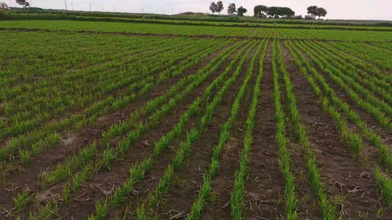 黑龍江虎林市東方紅鎮農業專家付吉新：讓水稻像小麥那樣「旱直播」