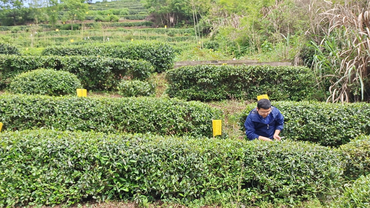 安徽黃山：第一批早茶開採