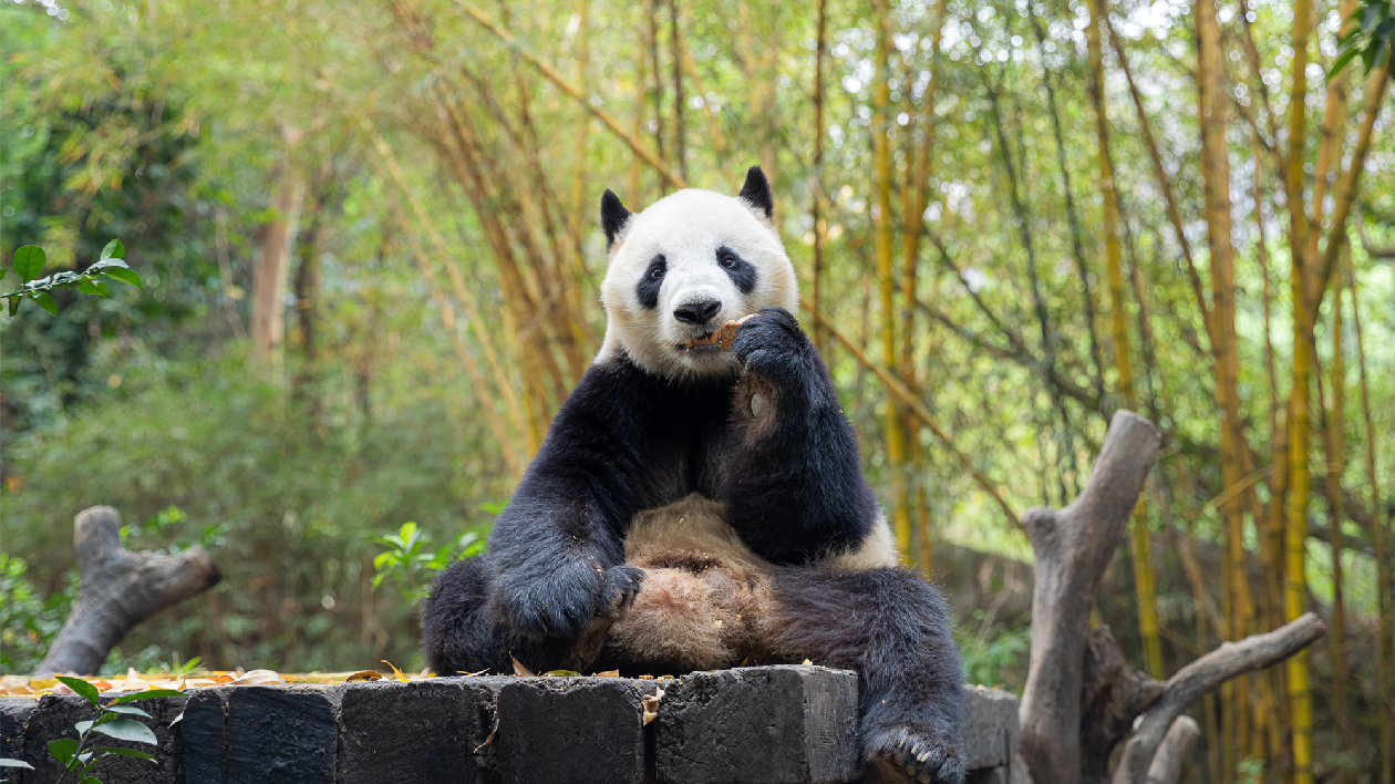 「我為熊貓種棵竹」植樹節公益活動 長隆發起助力熊貓家園建設