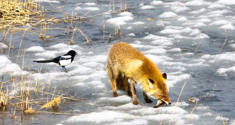 罕見！白天航拍到了赤狐——吉林波羅湖保護區成為了小動物的樂園