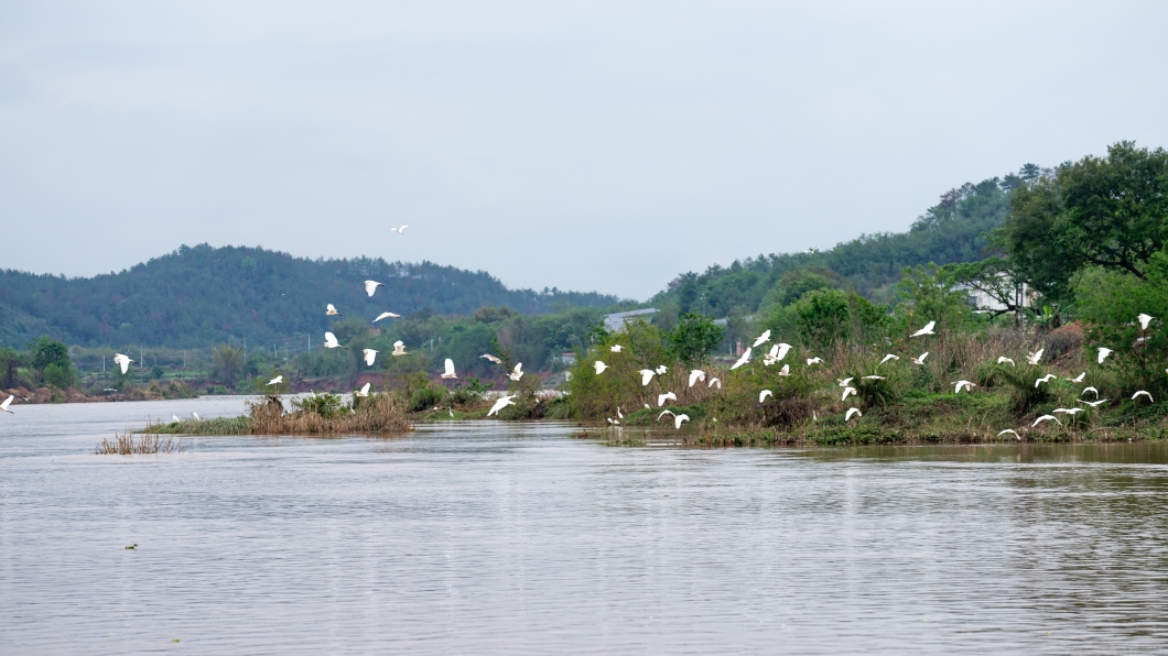 廣東南雄生態提升引成群白鷺造訪