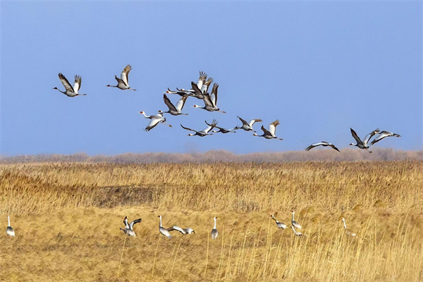 黑龍江寶清縣東升自然保護區迎來數萬隻候鳥回歸