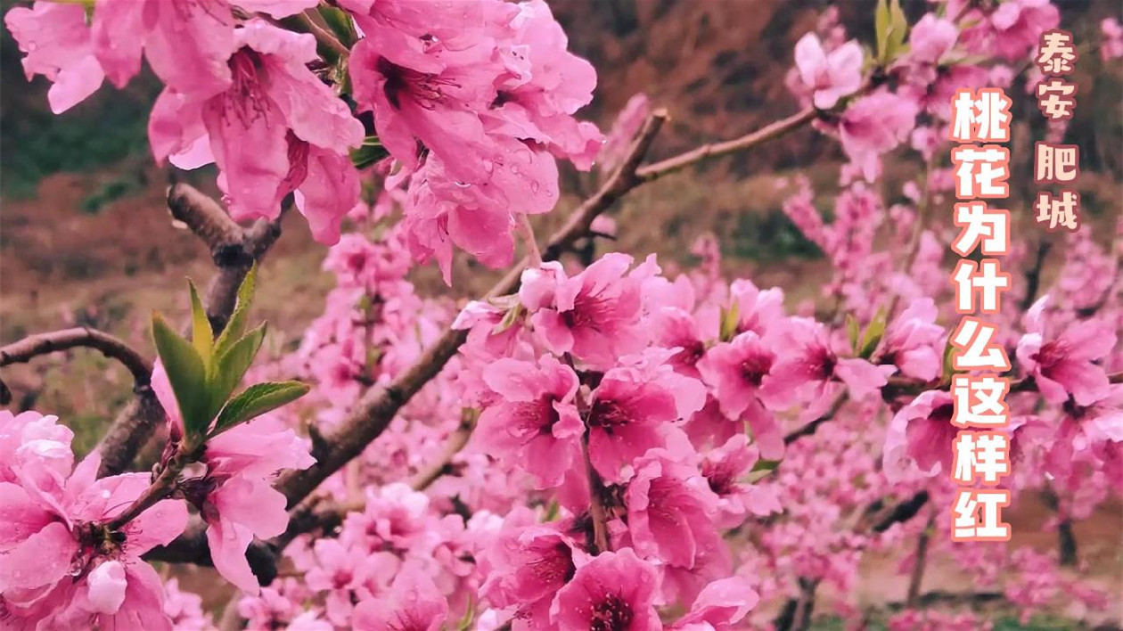 泰安肥城：桃花為什麼這樣紅？