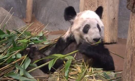 孟菲斯動物園為「丫丫」辦告別派對 網友：祝一路平安