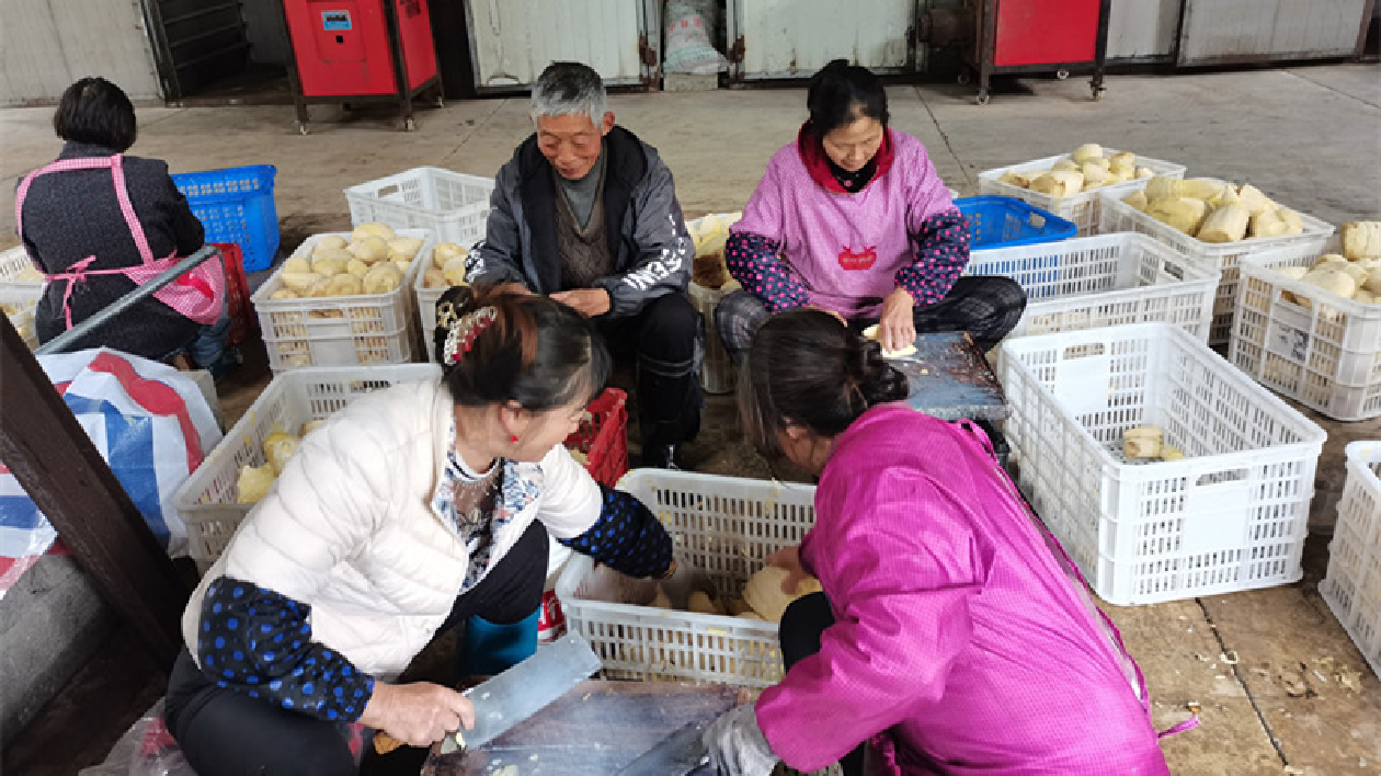 特色產業規模化 皖黟縣洪星鄉打造筍竹產業品牌