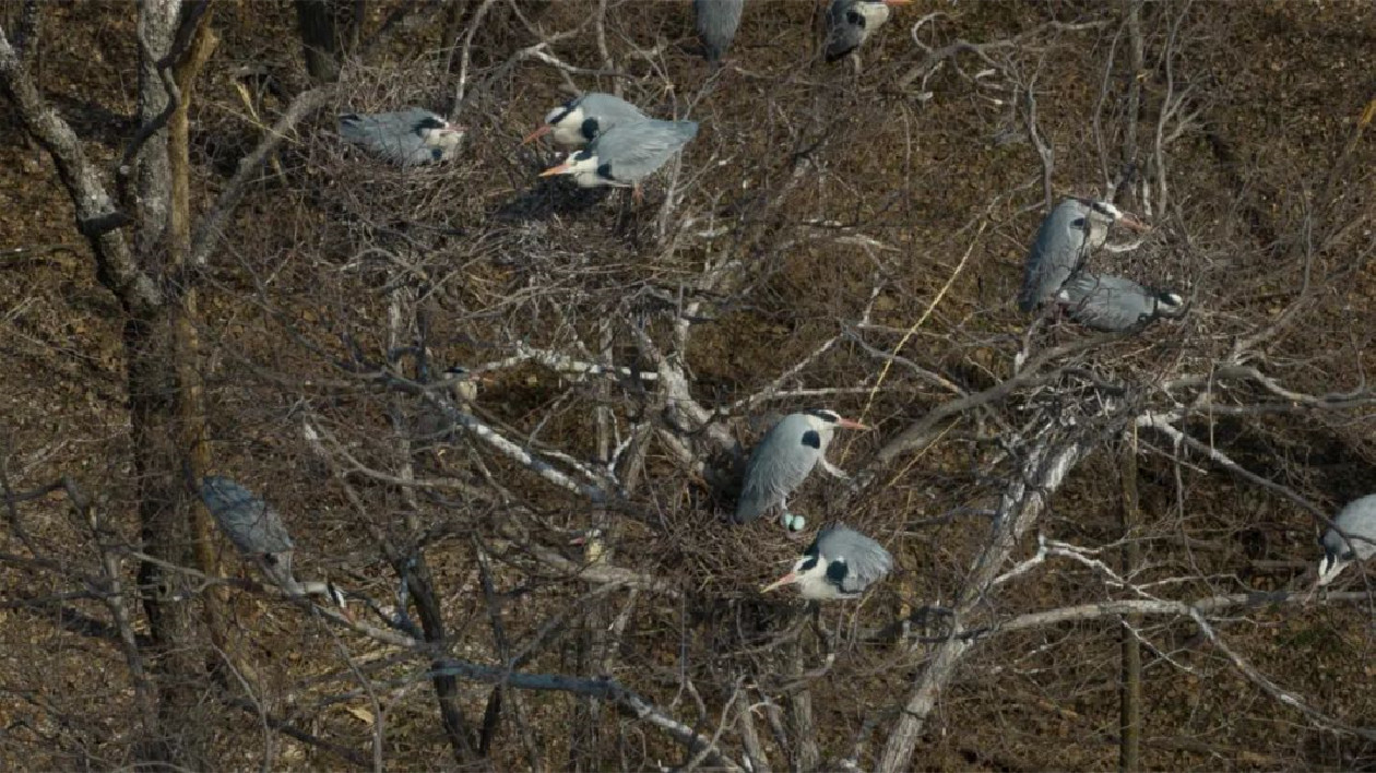 黑龍江雙鴨山：數百隻蒼鷺「如約」歸家