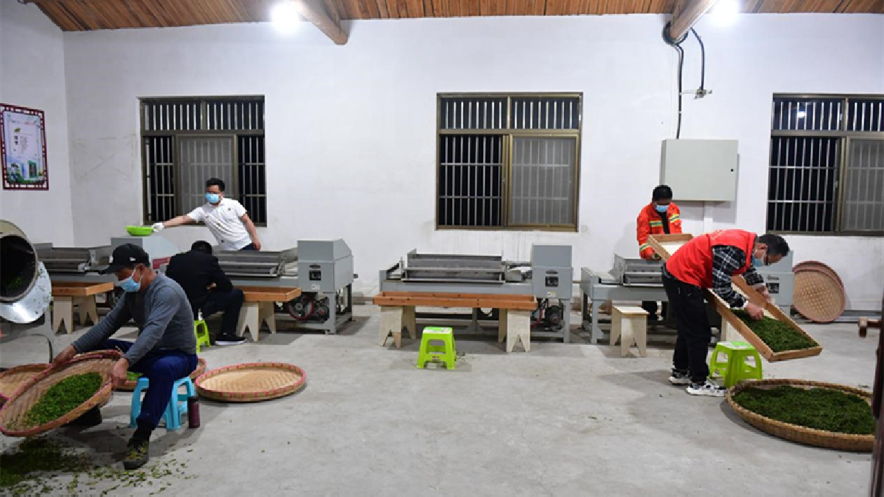 安徽巢湖：村幹部化身制茶工助力村集體經濟發展