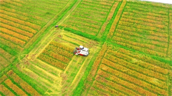韶關新豐首次試種80畝冬小麥迎收穫 糧食種植實現一年三造