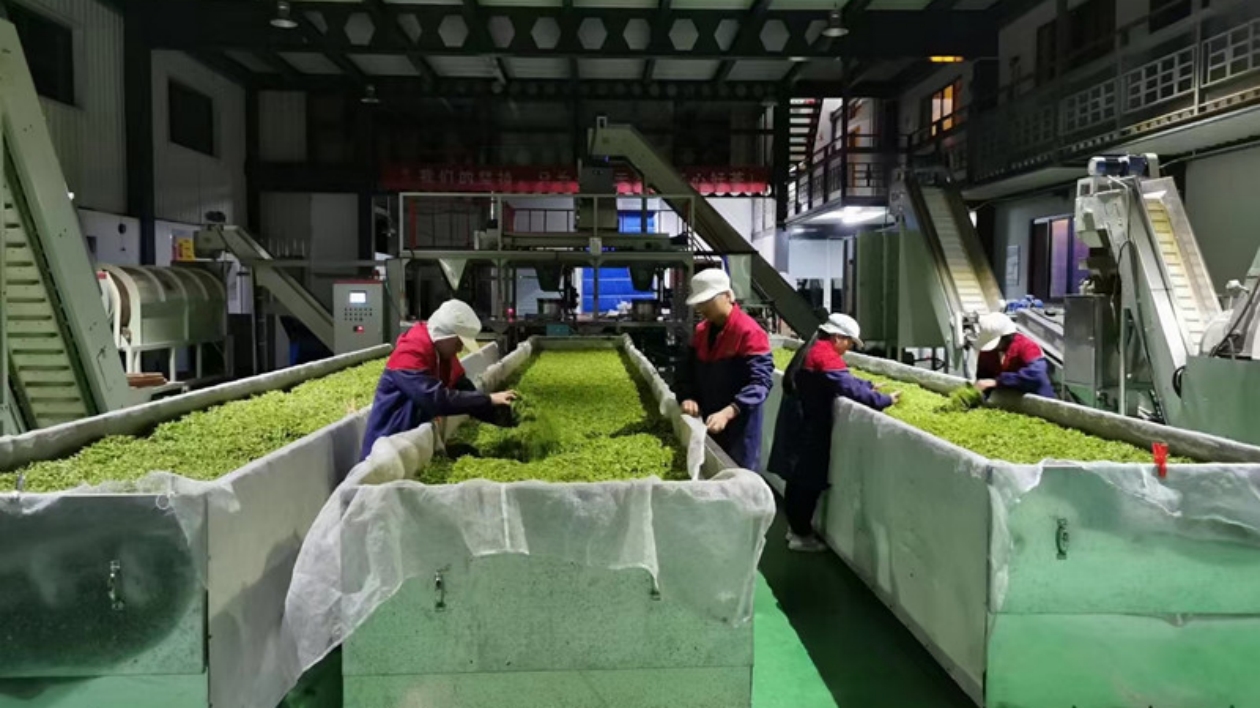 皖黟縣：傳統茶產區 躍升「茶經濟」