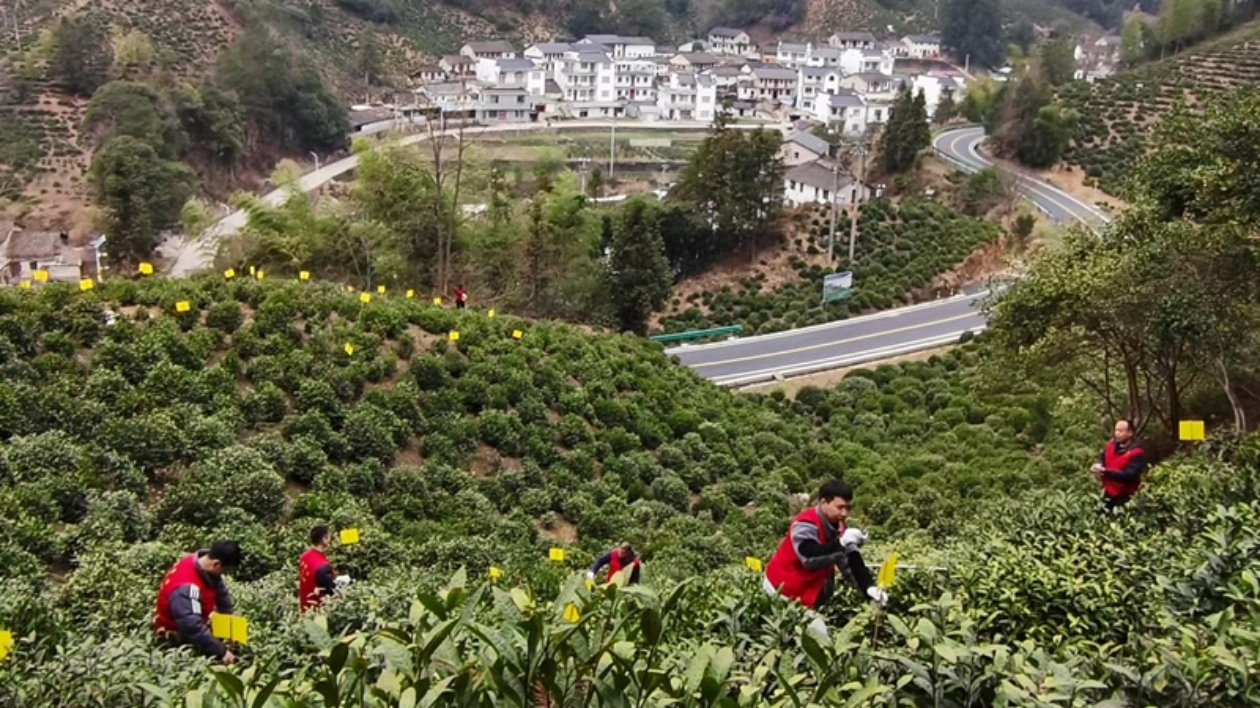 皖黟縣：「紅引擎」助力茶產業振興