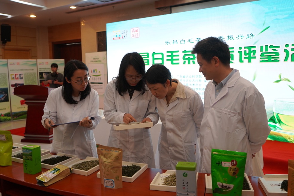 廣東樂昌白毛茶品鑑活動暨區域公共品牌發佈會在廣州舉行