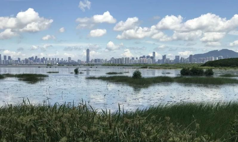 鄉郊保育資助計劃第七輪批出10個項目 覆蓋后海灣濕地