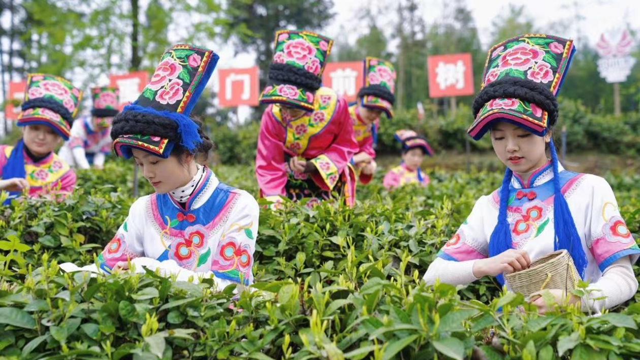 北川：政協提案助推「小茶葉」變成富民興農「大產業」